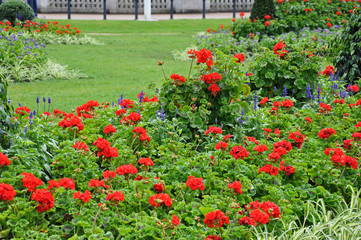 Red blooms in an English garden