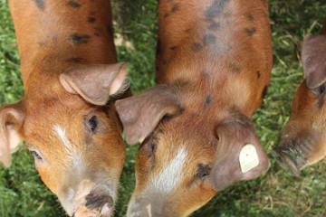 Ferkel