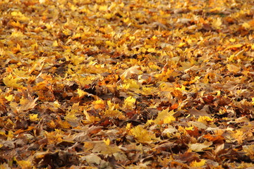Autumn background - natural orange and yellow leaves