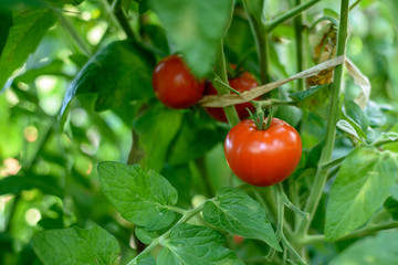 Ripe tomato fruit hanging on a green branch