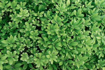 Abstract image green leaf texture in sunlight