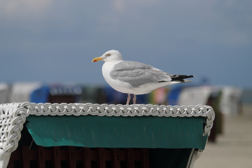 Möve auf Strandkorb im Weltnaturerbe Nationalpark Wattenmeer - Stockfoto