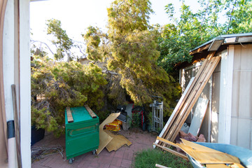 Fototapeta na wymiar Tree Damage to Roof after Major Monsoon