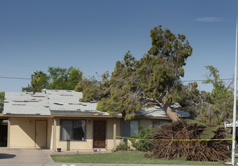 Tree Damage to Roof after Major Monsoon