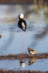 Black-fronted Dotterel (Elseyornis melanops)