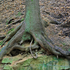 a forrest near Nuremberg