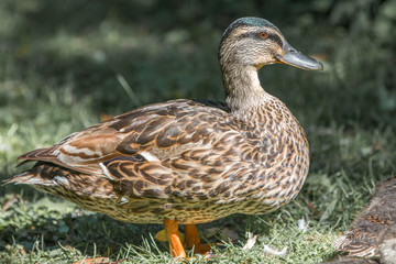 weibliche Stockente (Anas platyrhynchos) 