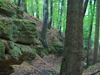 a forrest near Nuremberg