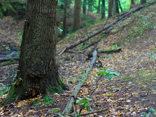 a forrest near Nuremberg