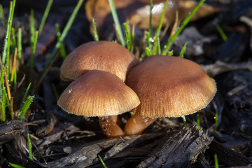 Brick Caps Mushroom (Hypholoma australe)