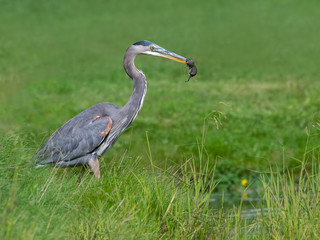 Great Blue Heron Holding Mouse in its Bill