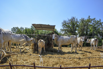 Plakat cows eat hay inside the fence on the farm