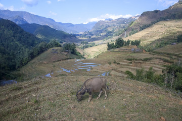 Water Buffalo on the Sapa Valley Rice Fields in Vietnam