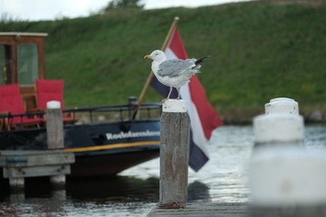 Auf einem Holzpfahl sitzende Möve in holländischem Hafen