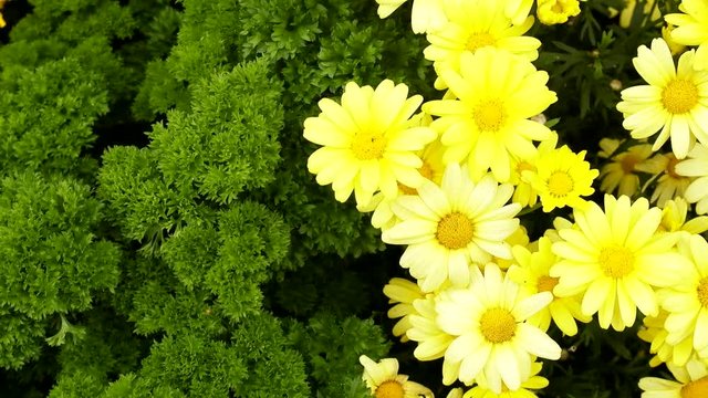 Yellow daisies Doronikum in a frame of greenery. Bright elegant flower bed in the yard. Flower garden as a work of women's art
