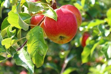 Äpfel am Apfelbaum