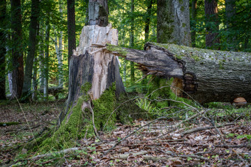 Old tree trunk in a deciduous forest. Mossy wooden logs lying in the thickets.