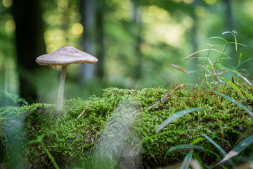 Beautiful forest mushrooms in the thickets. Hats of ripe fruiting bodies of the fungus in the deciduous forest.