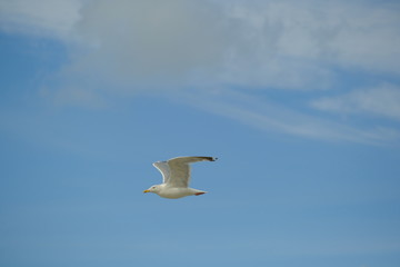 Möwe