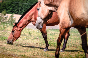 Obraz premium Two brown wild horses on meadow field