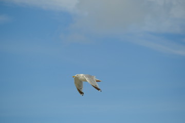 Möwe