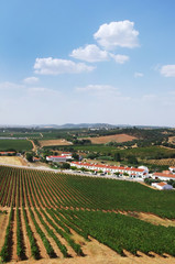 Fototapeta na wymiar vew of vineyard fields, Estremoz, south of Portugal