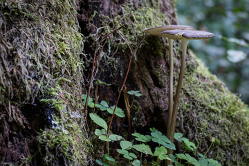 Beautiful forest mushrooms in the thickets. Hats of ripe fruiting bodies of the fungus in the deciduous forest.