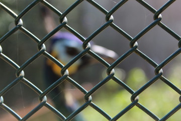 Fototapeta premium Fence with blurred Bird behind