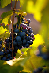 Raisin dans les vignes avant les vendanges