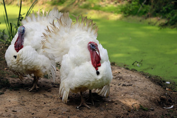 Couple of wild white turkeys (Meleagris gallopavo)