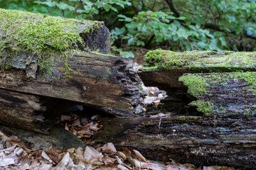 Old tree trunk in a deciduous forest. Mossy wooden logs lying in the thickets.