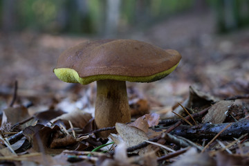 Beautiful forest mushrooms in the thickets. Hats of ripe fruiting bodies of the fungus in the deciduous forest.