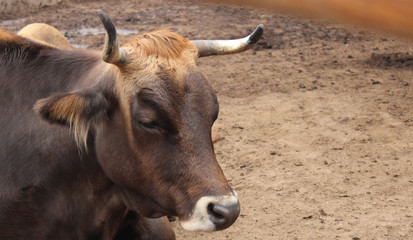 Toro sentado