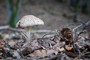 Beautiful forest mushrooms in the thickets. Hats of ripe fruiting bodies of the fungus in the deciduous forest.