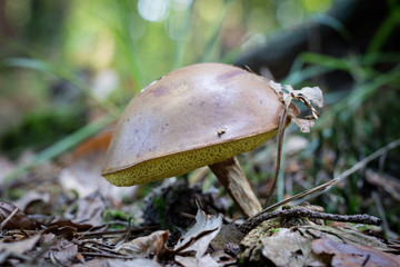 Beautiful forest mushrooms in the thickets. Hats of ripe fruiting bodies of the fungus in the deciduous forest.
