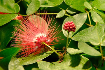 Calliandra emarginata