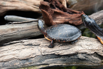 Turtle shell reptile 5
