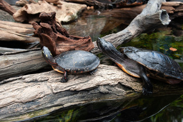 Turtle shell reptile 4