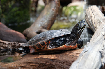 Turtle shell reptile 3
