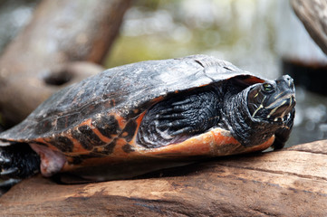 Turtle shell reptile 2