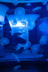 Jellyfish 9