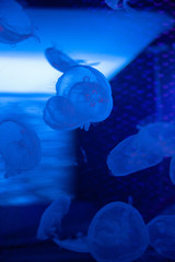 Jellyfish 8