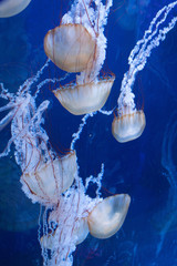 Jellyfish 1