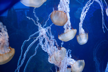  Jellyfish 2