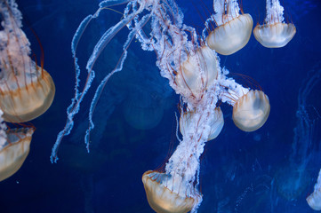 Jellyfish 3
