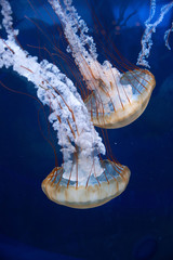 Jellyfish 4