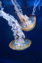 Jellyfish 5