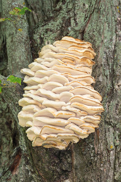 Cluster of mushrooms growing on a tree