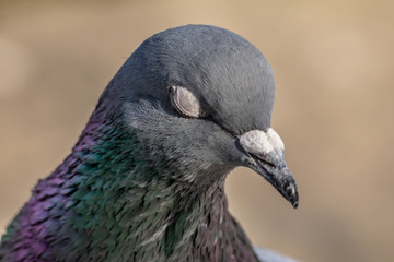 Domestic pigeon is a pigeon subspecies that was derived from the rock dove also called the rock pigeon. Columba livia domestica
