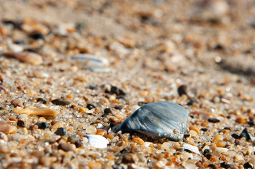 Gray shell macro beach sand